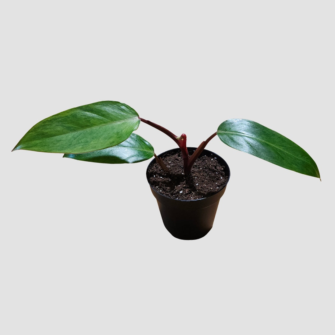 Philodendron Painted Lady