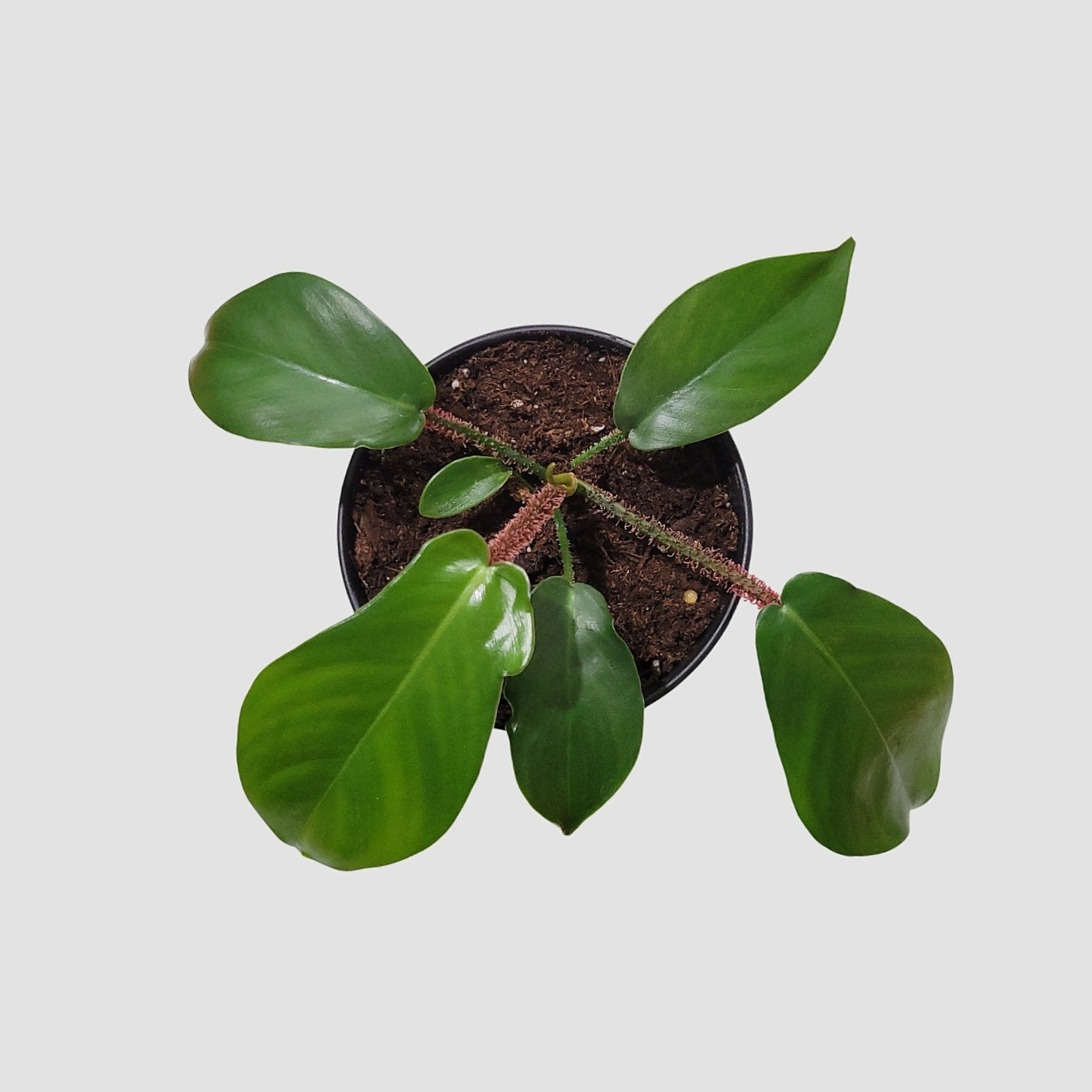 Philodendron Squamiferum