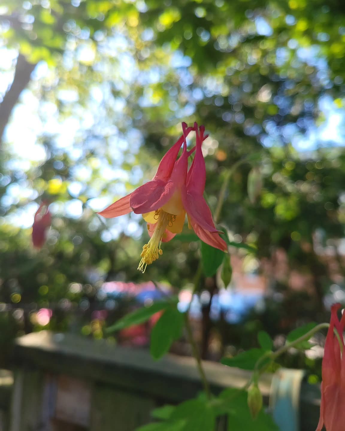 Canadian Native Columbine Seeds