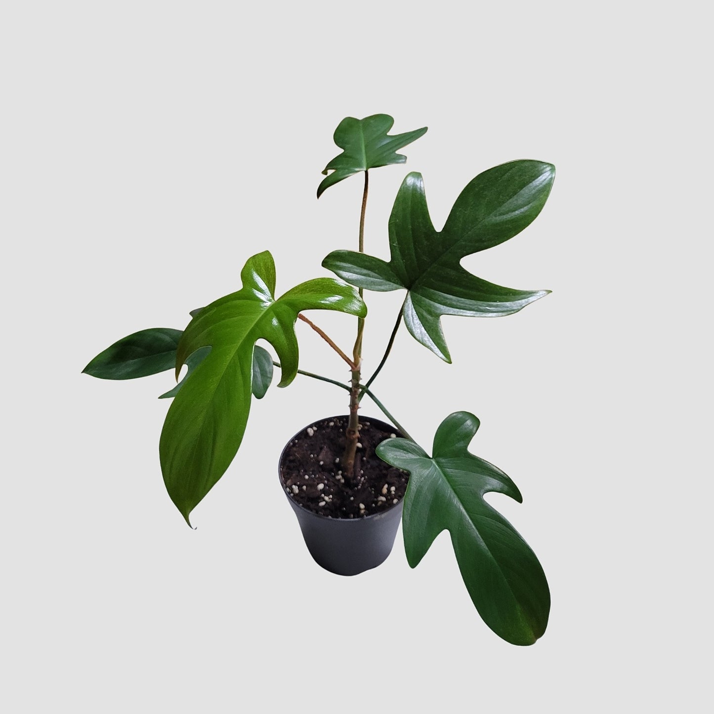 Philodendron Nova Ghost