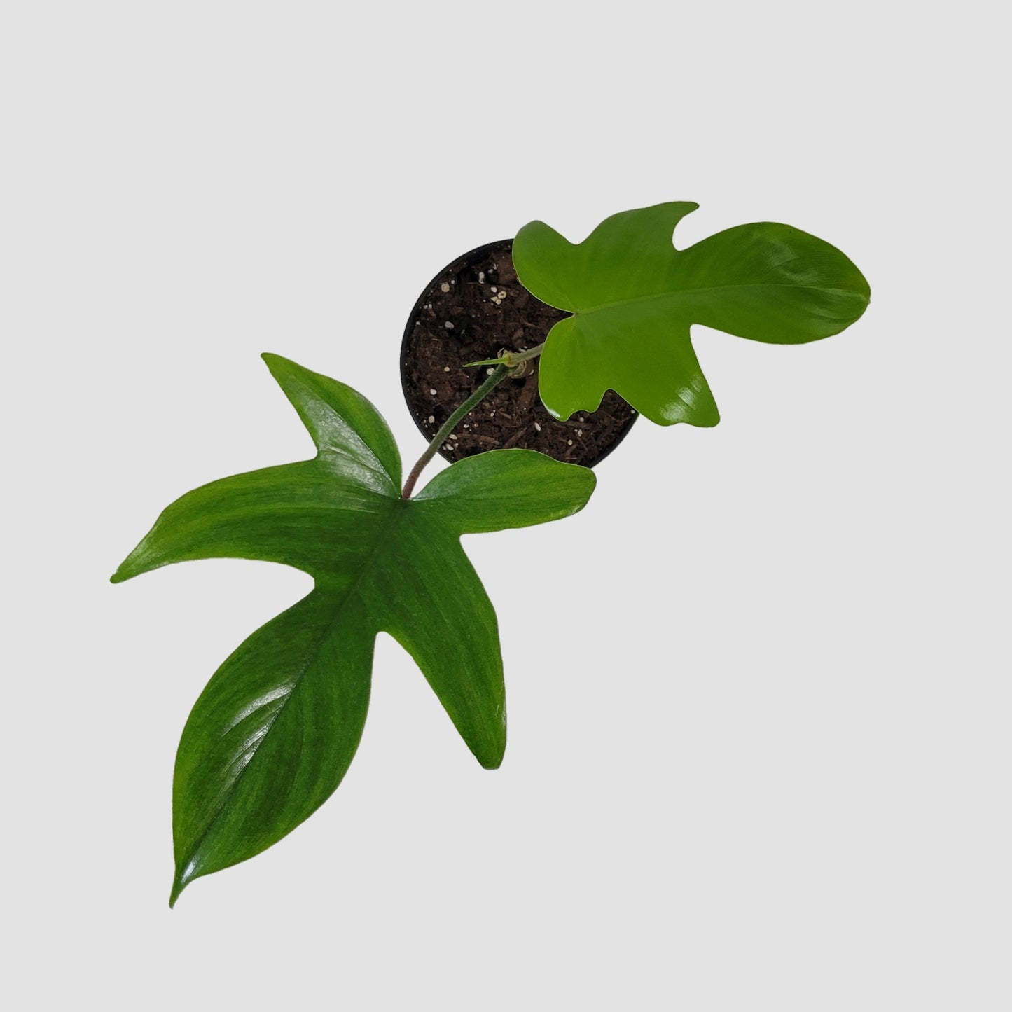 Philodendron Nova Ghost