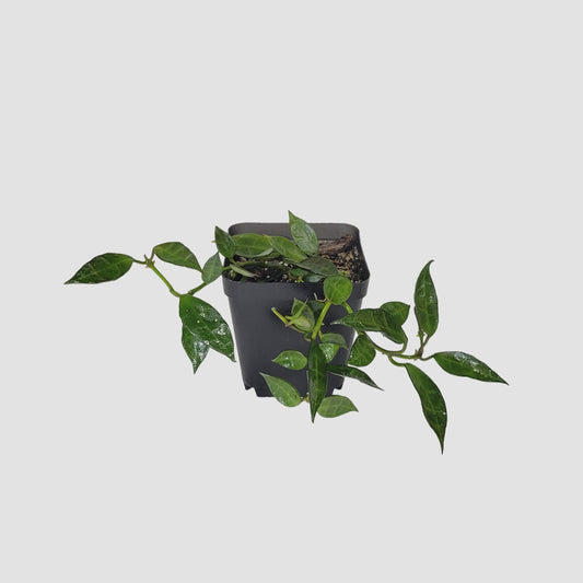 Hoya Lacunosa Green