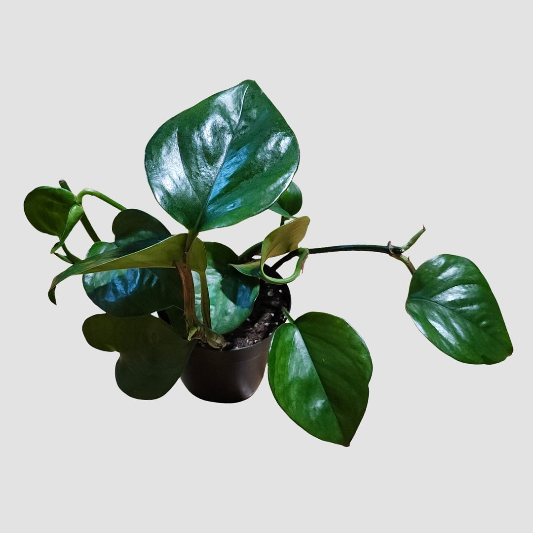 Emerald Pothos