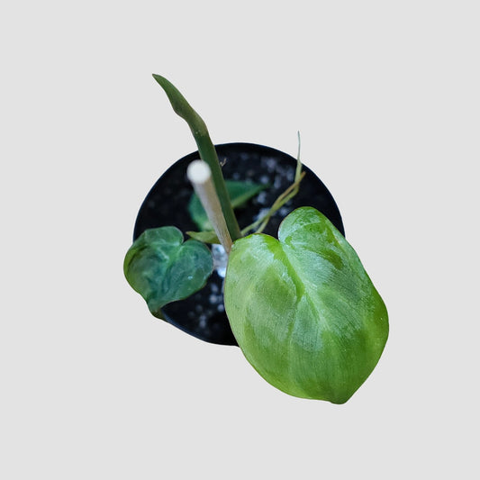 Juvenile Philodendron Camposportoanum