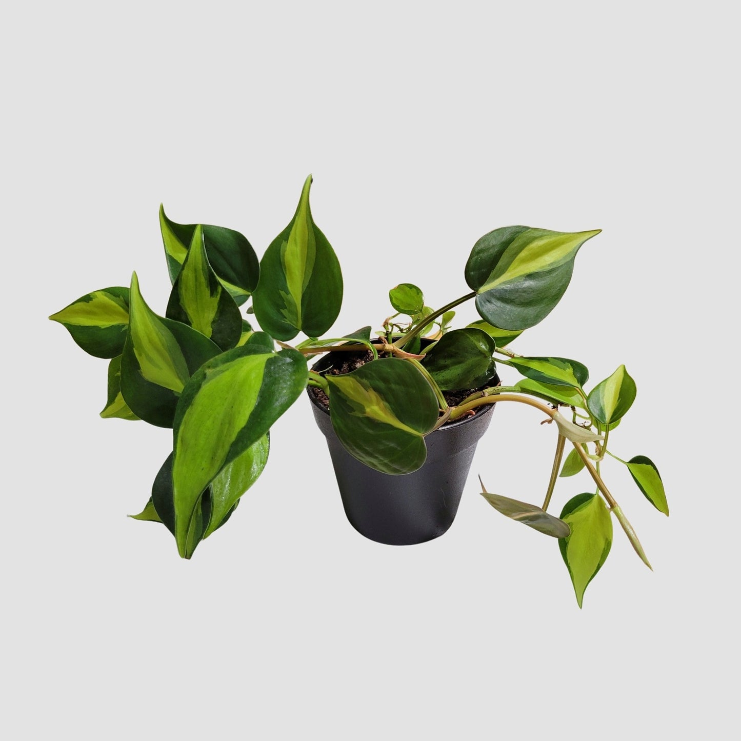 Philodendron Brazil