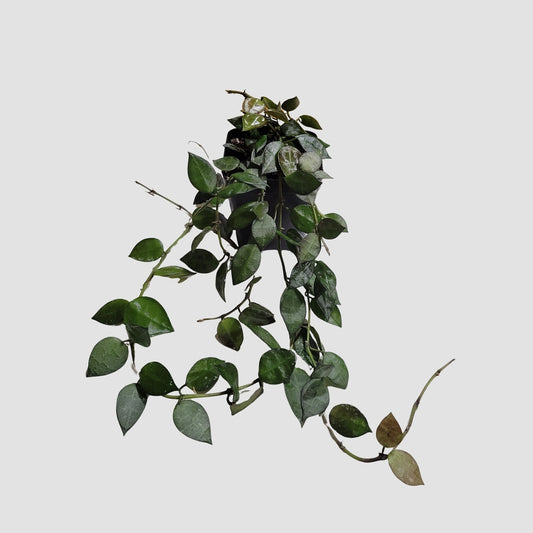 Hoya Lacunosa Green
