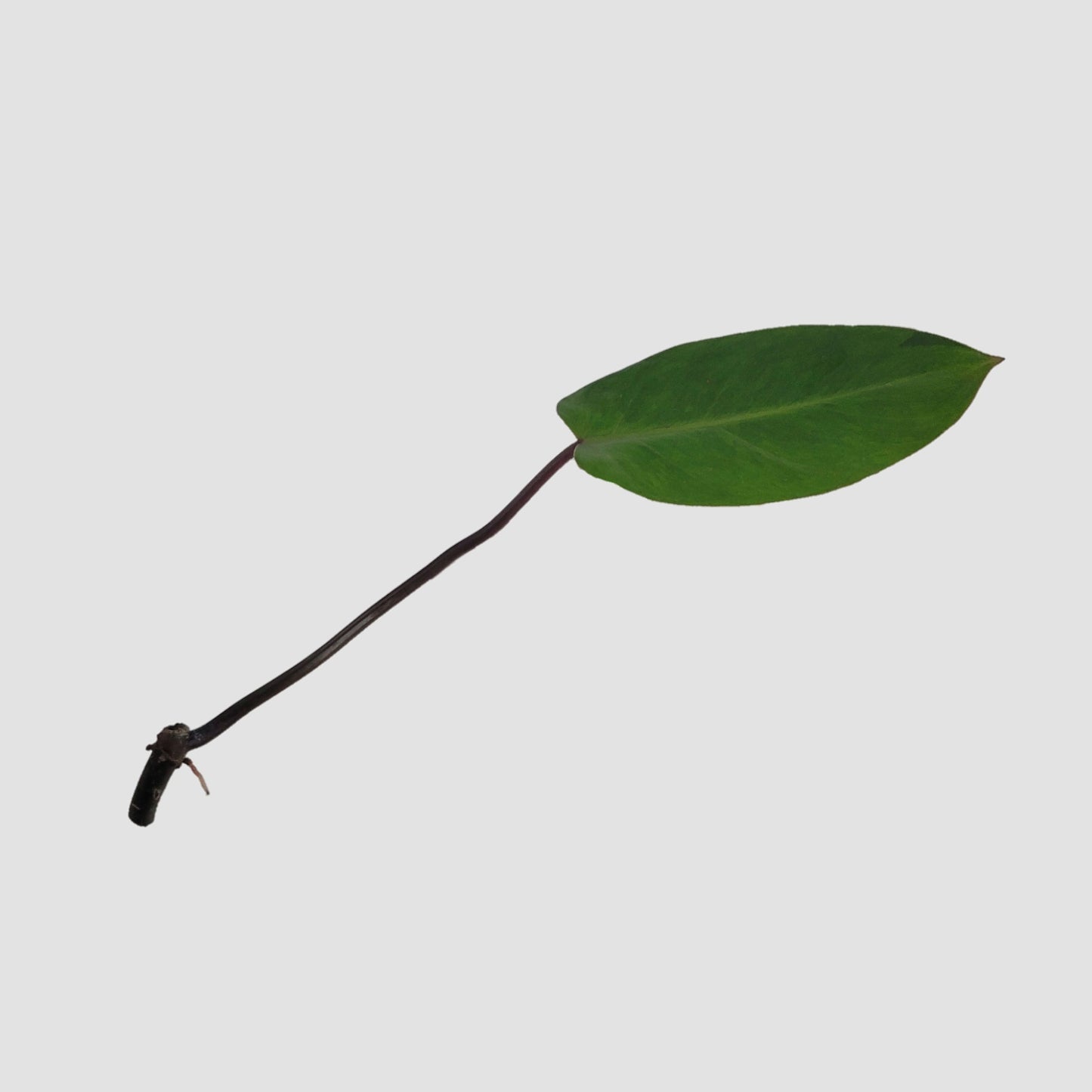 Philodendron Painted Lady Cutting