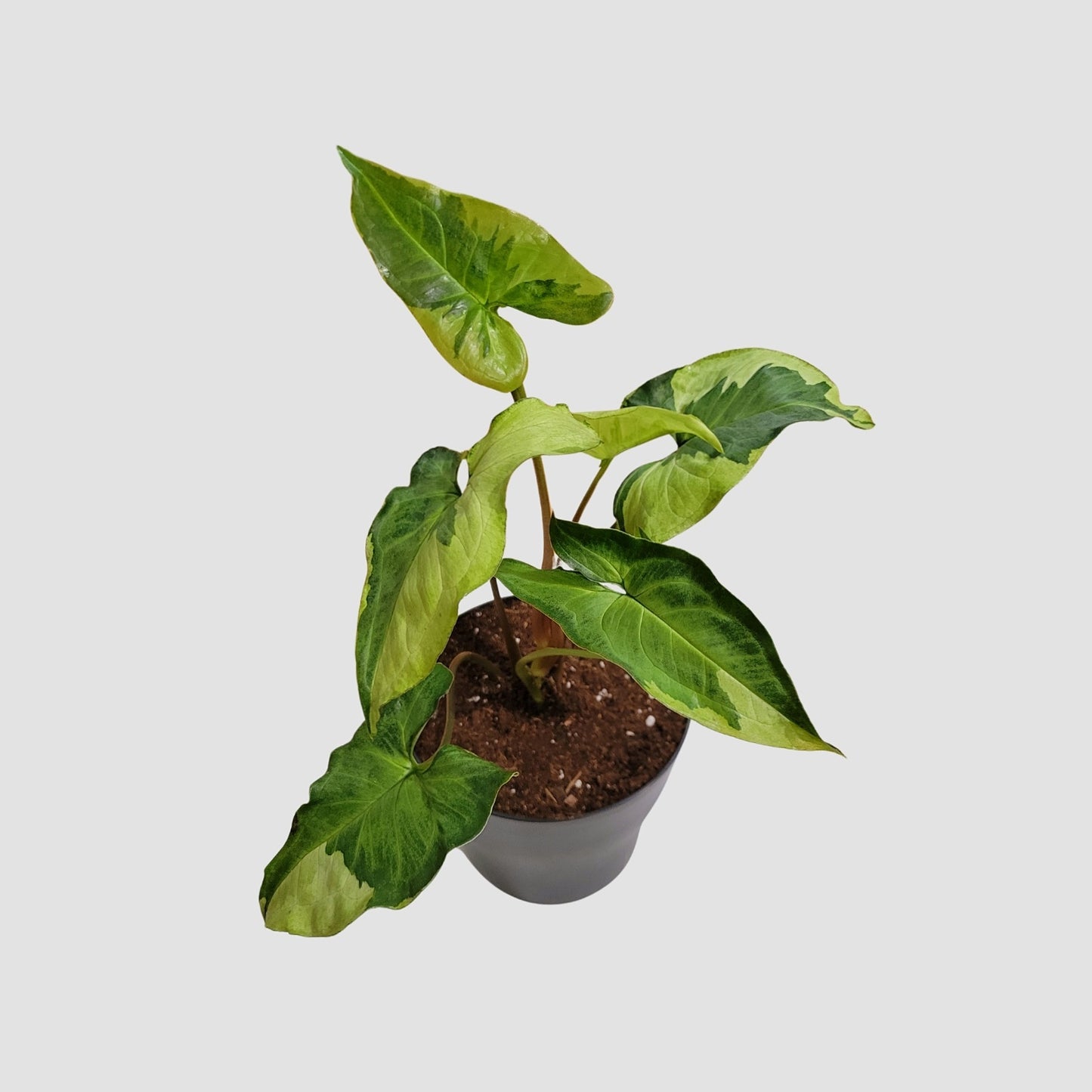 Syngonium Three Kings