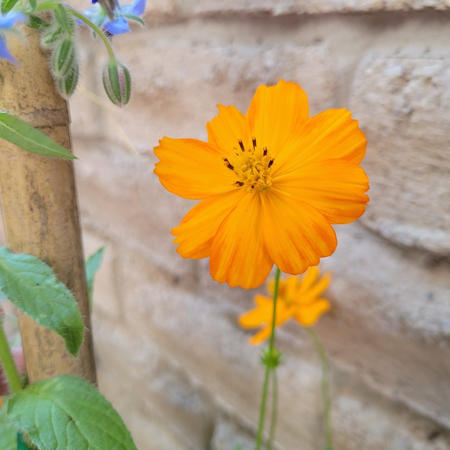 Sulfur Cosmos Seeds