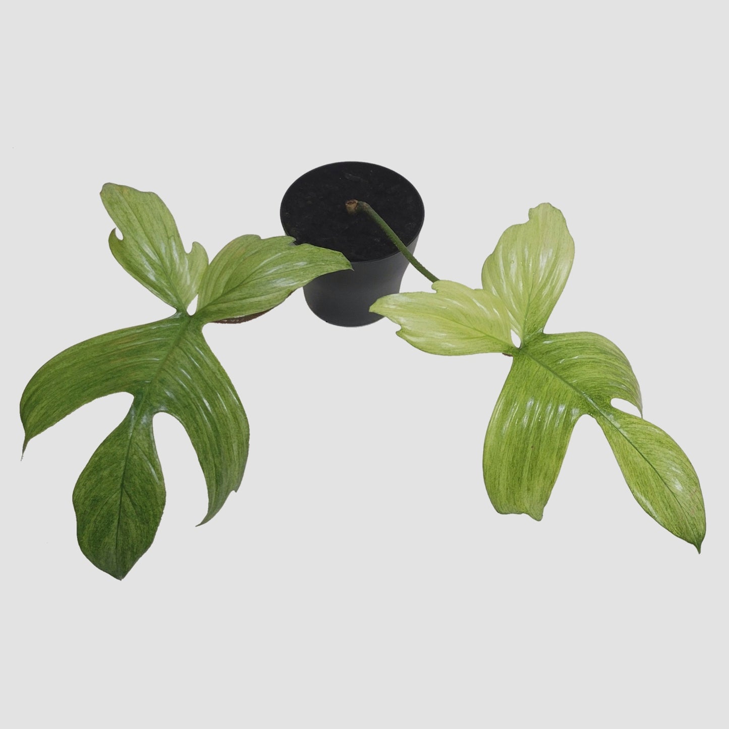 Mature Philodendron Nova Ghost