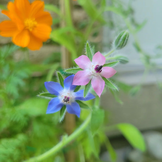 Borage Seeds
