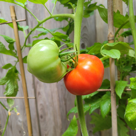 Cosmonaut Volkov Tomato Seeds