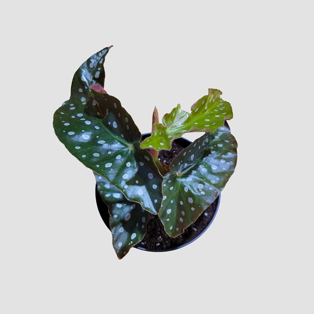 Begonia Maculata
