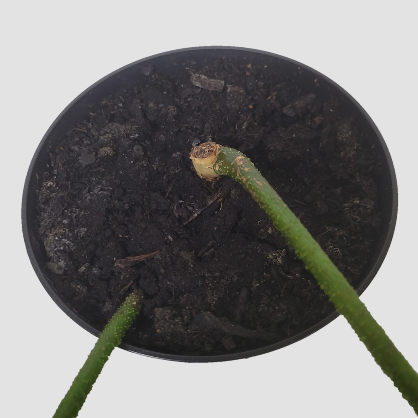 Mature Philodendron Nova Ghost