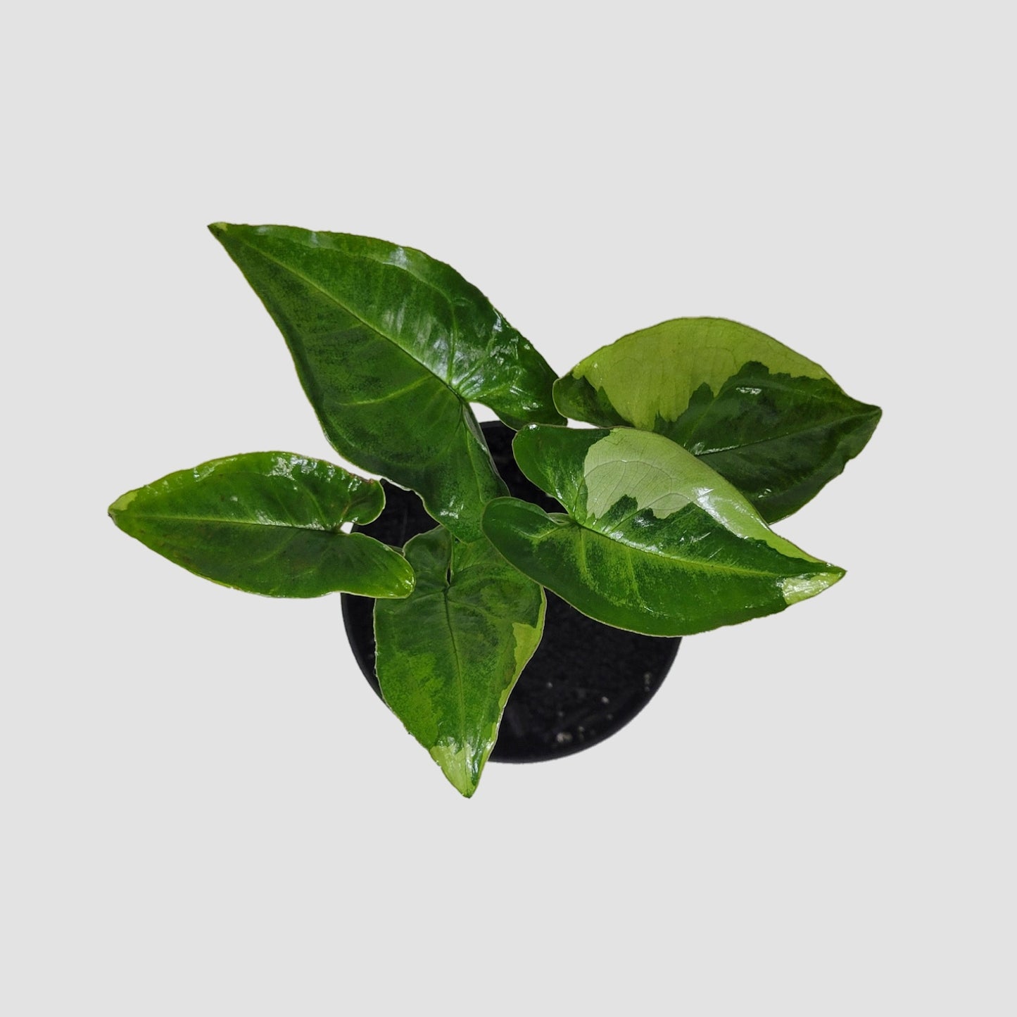 Three Kings Arrowhead / Syngonium