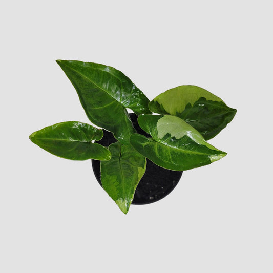 Three Kings Arrowhead / Syngonium