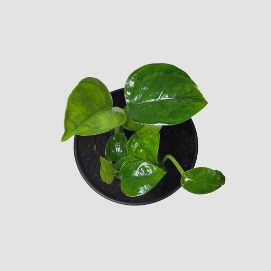 Emerald Pothos