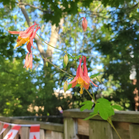 Canadian Native Columbine Seeds