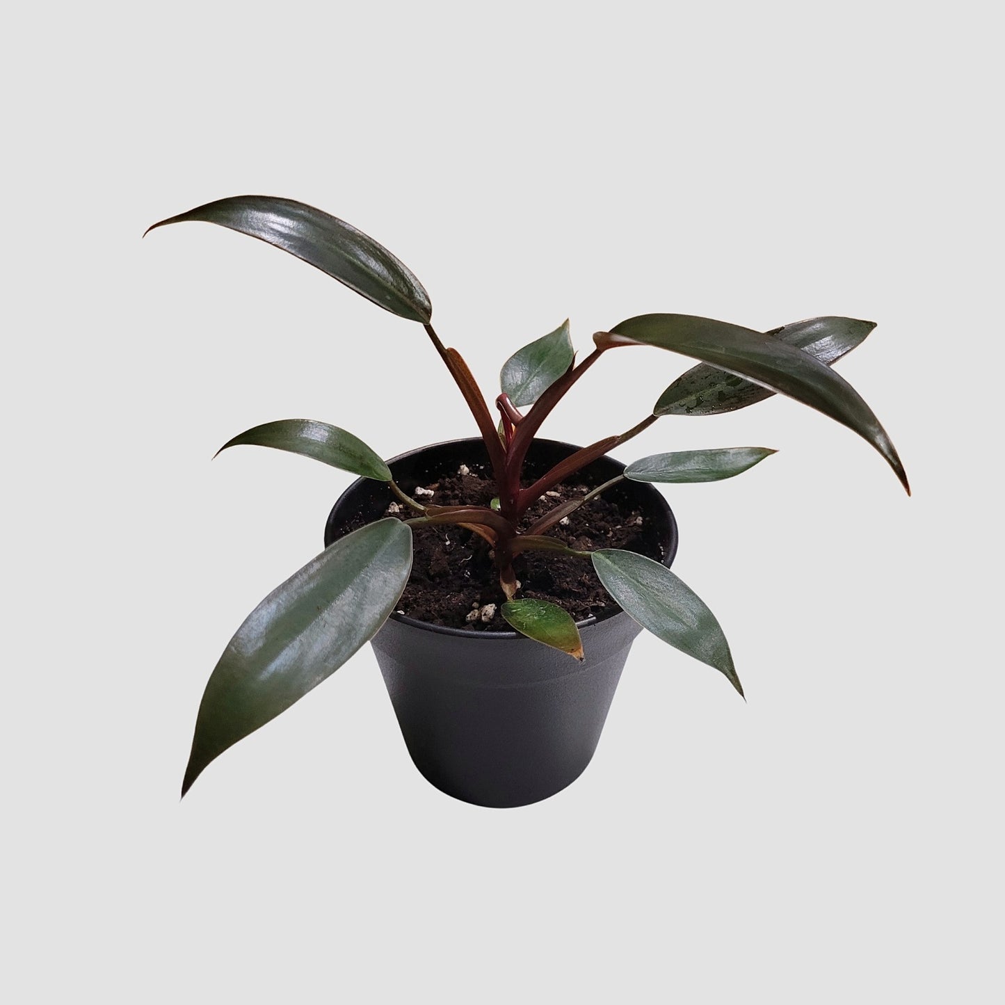 Philodendron Black Cardinal